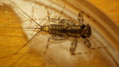 Stenacron interpunctatum