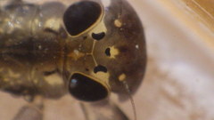 Stenacron interpunctatum