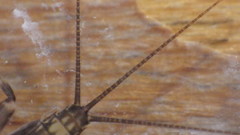 Stenacron interpunctatum