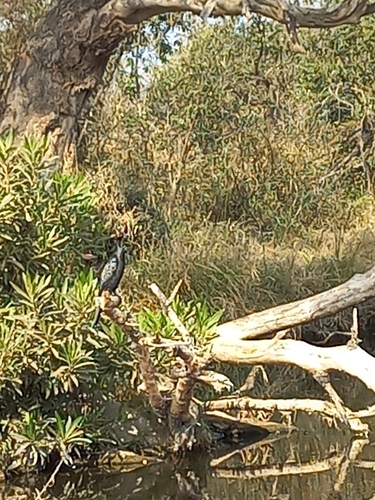 iNaturalist image