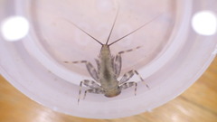 Stenacron interpunctatum