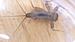 Stenacron interpunctatum