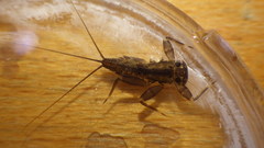 Stenacron interpunctatum