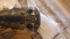 Stenacron interpunctatum