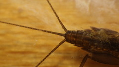 Stenacron interpunctatum