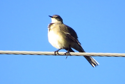 iNaturalist: (c) Marion Maclean, some rights reserved (CC BY-NC), uploaded by Marion Maclean iNaturalist image