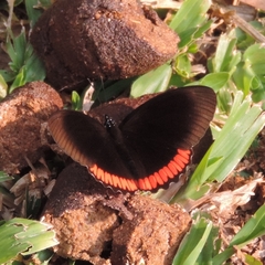 Biblis hyperia nectanabis