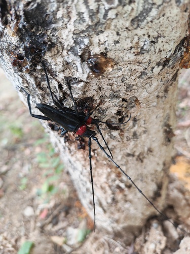 Red necked longhorn beetle