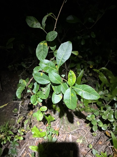 Searsia nebulosa, photograph 4