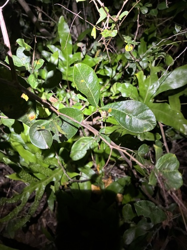 Searsia nebulosa, photograph 5