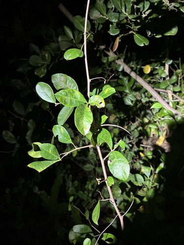 Searsia nebulosa, photograph 6