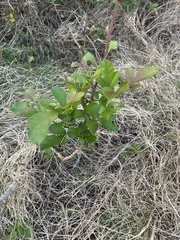 Searsia nebulosa