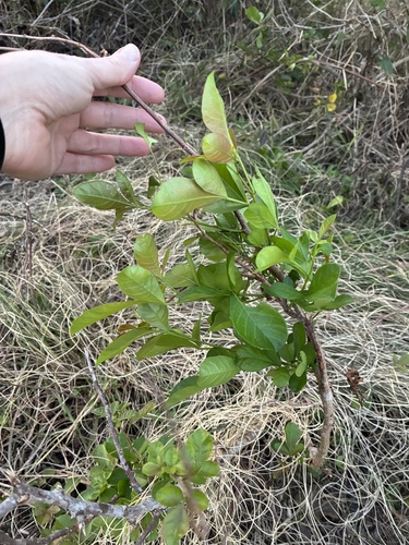 Searsia nebulosa, photograph 3