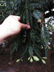 Sequoia sempervirens