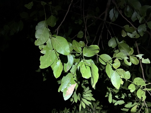 Scutia myrtina