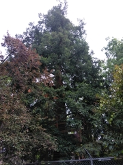 Sequoia sempervirens