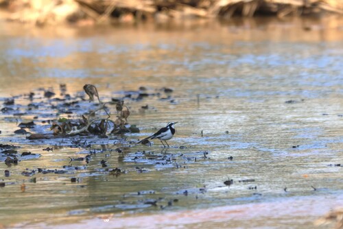 iNaturalist image