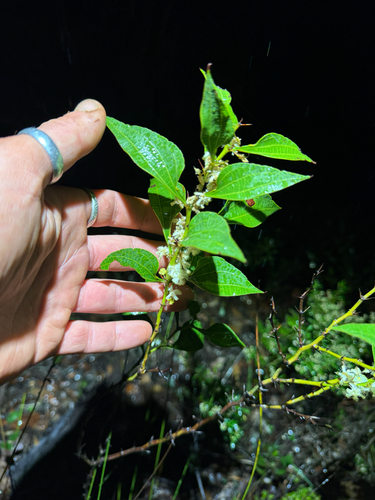 Acacia urophylla, photograph 3