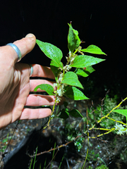 (c) Tyler Anthony, some rights reserved (CC BY) Acacia urophylla, photograph (c) Tyler Anthony, some rights reserved (CC BY)