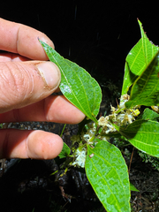 (c) Tyler Anthony, some rights reserved (CC BY) Acacia urophylla, photograph (c) Tyler Anthony, some rights reserved (CC BY)