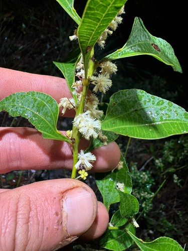 Acacia urophylla