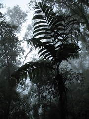 Chamaedorea linearis