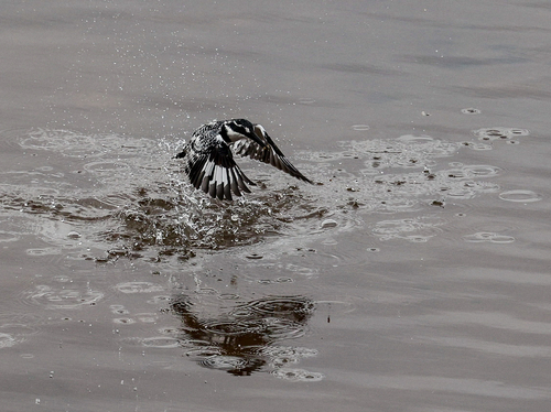 iNaturalist: (c) Otherwhere, some rights reserved (CC BY-NC), uploaded by Otherwhere iNaturalist image