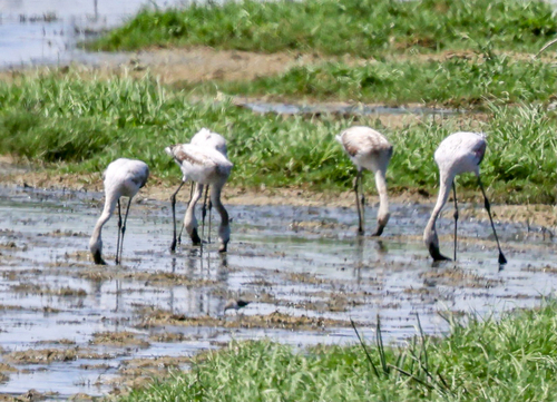 iNaturalist image