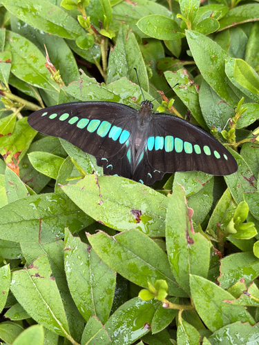 Common Bluebottle