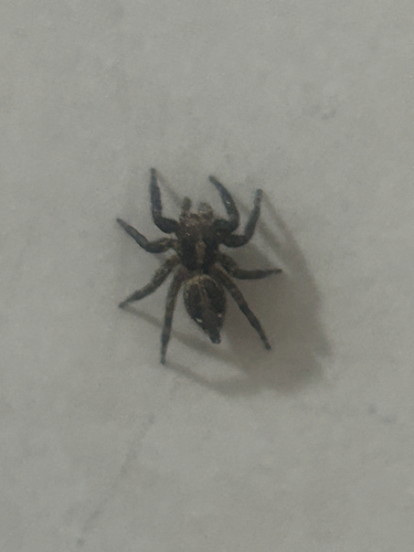 Pantropical Jumping Spider