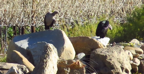 iNaturalist: (c) Marion Maclean, some rights reserved (CC BY-NC), uploaded by Marion Maclean iNaturalist image
