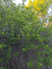 Magnoliopsida