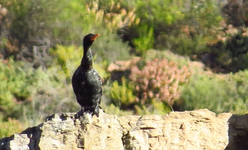 iNaturalist image