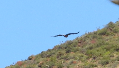iNaturalist: (c) Marion Maclean, some rights reserved (CC BY-NC), uploaded by Marion Maclean iNaturalist image