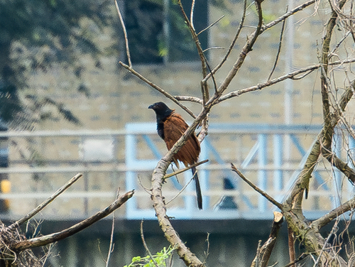 Greater Coucal