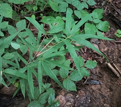 Arundinaria appalachiana, photograph (c) Raven Dandridge, some rights reserved (CC BY)