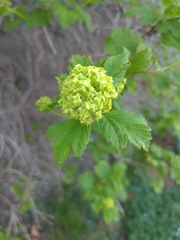 Magnoliopsida