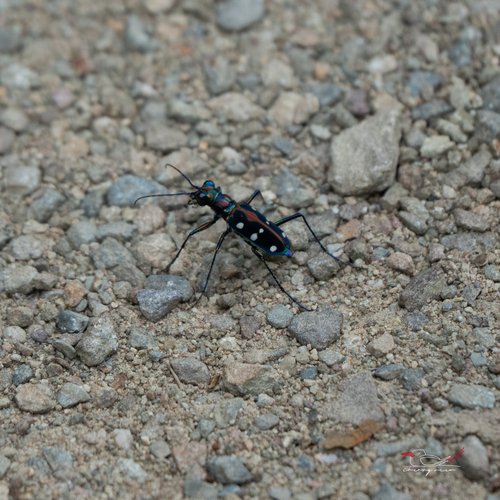 Cosmodela separata
