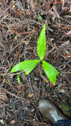 Calanthe tankervilleae observed 2026-07-21