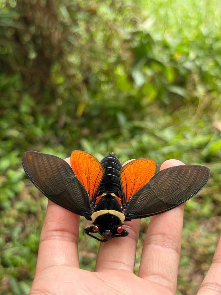 Tosena mearesiana
