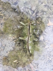 Pinna bicolor