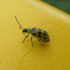 Diabrotica undecimpunctata