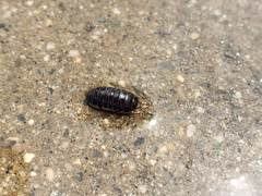 Armadillidium vulgare