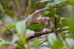 Troglodytes solstitialis