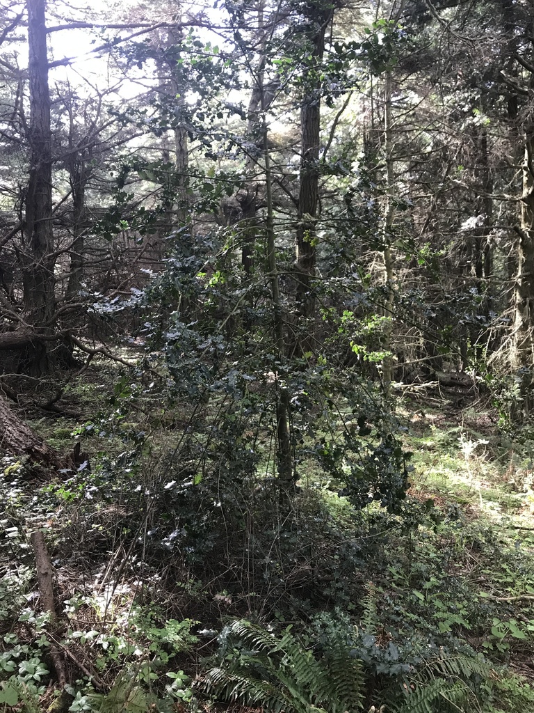 Ilex aquifolium, San Juan Island National Historical Park, Friday Harbor, WA, US