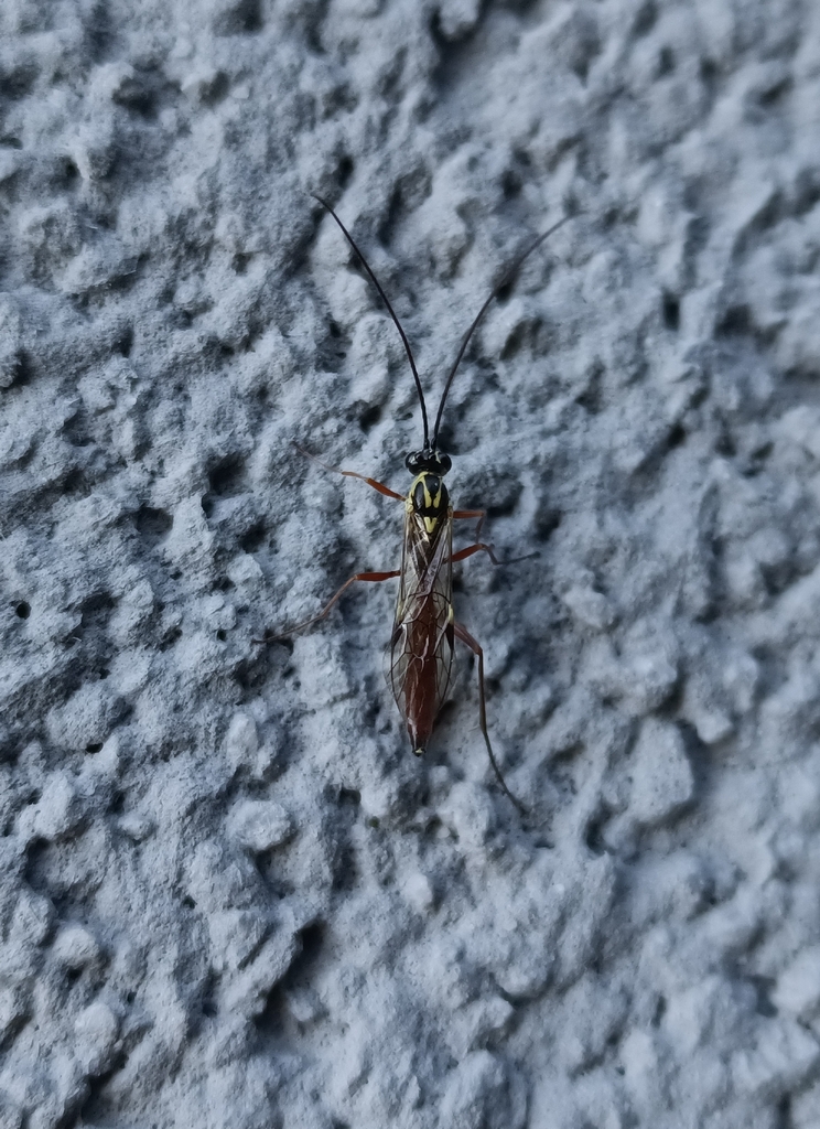 Lissonota histrio
