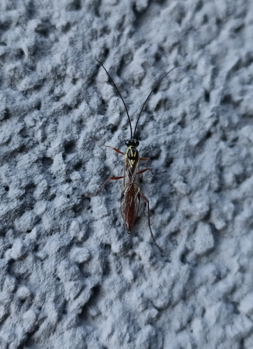 Lissonota histrio