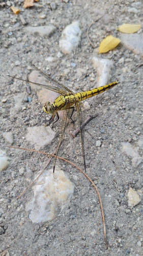 Black-tailed Skimmer