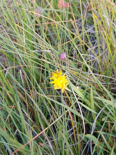 bog asphodel
