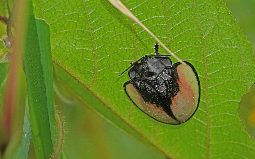 Goniochenia elocata